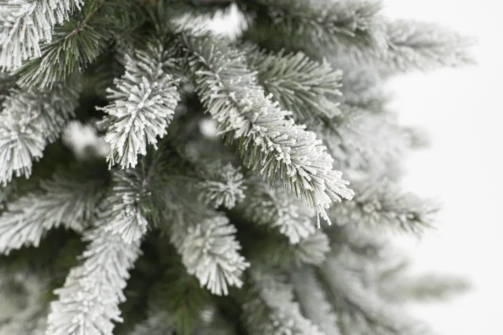 Weihnachtsbaum Cedar Kiefer Frost 180 cm