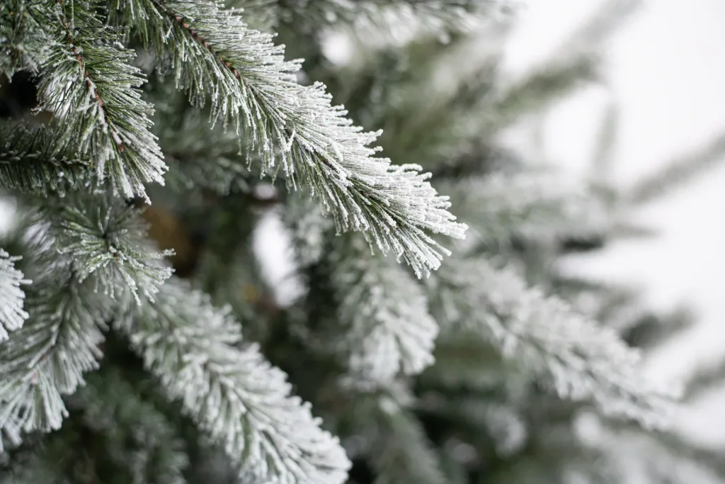 Evergreen Cedar Kiefer Frost 210 cm