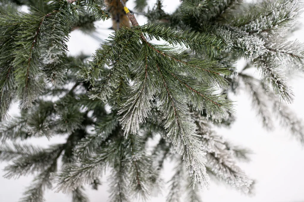Evergreen Cedar Kiefer Frost 210 cm