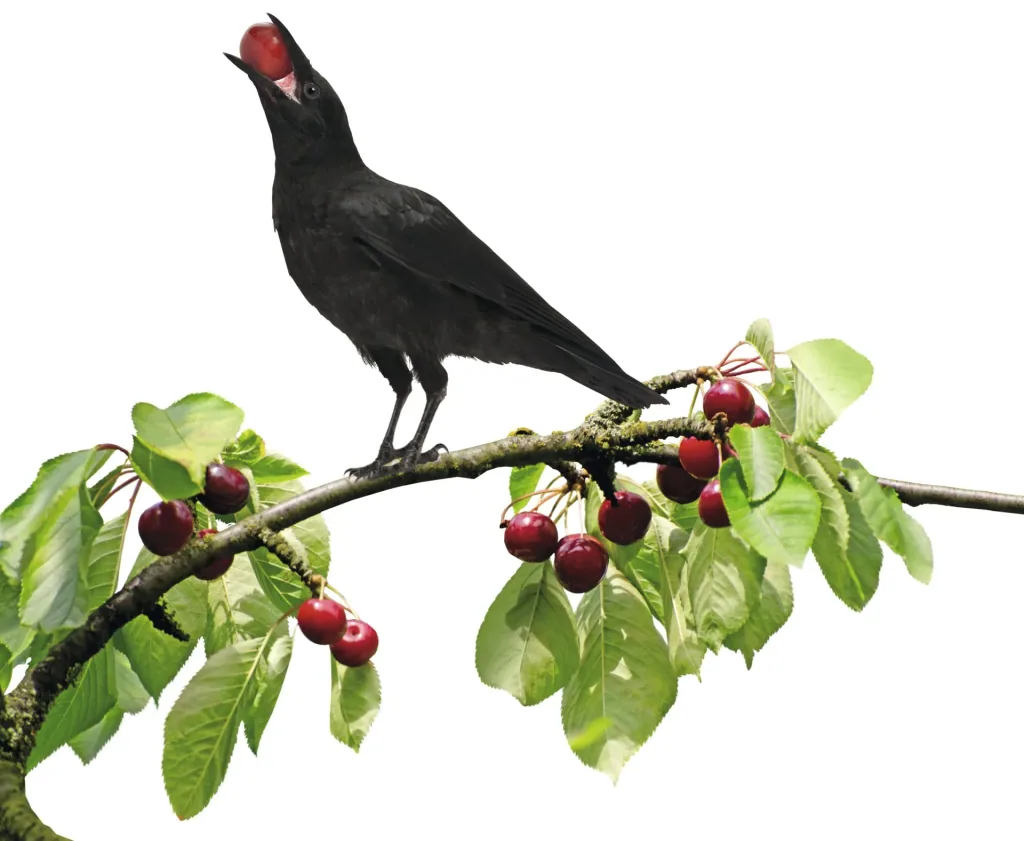 Solar Vogelabwehr