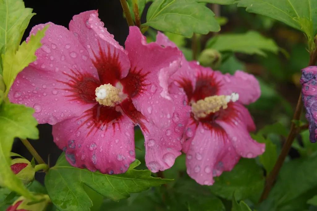Garteneibisch Woodbridge - Hibiscus syriacus - 12 L Topf 80-100 cm