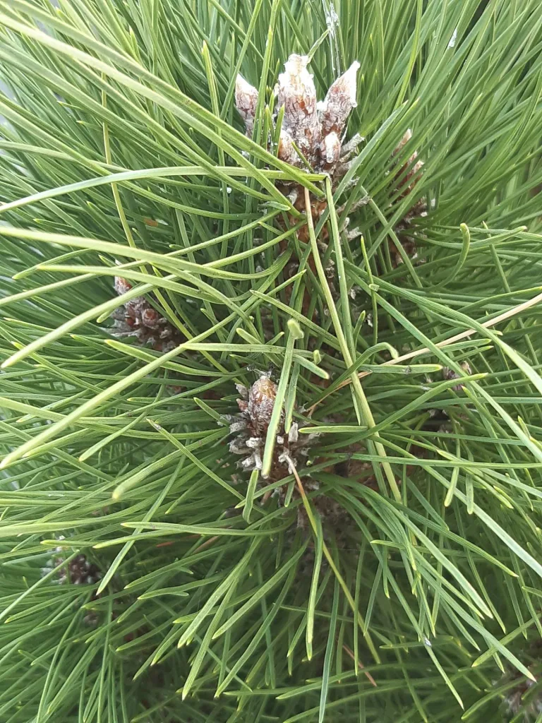 Schwarzkiefer Green Tower - Pinus nigra - Solitär mit Ballen 125-150 cm