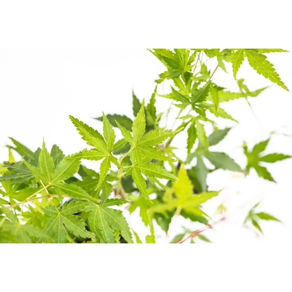 Blühende Acer gemischt Satz -von 4 Jap