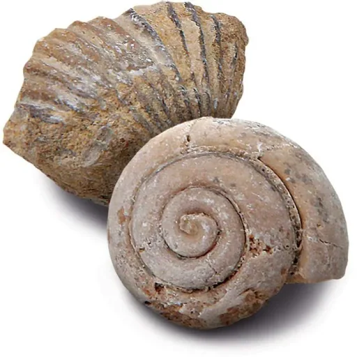 Discovery Mindblow - Fossilienausgrabung - Grabungsset - 2 Stück Archäologie