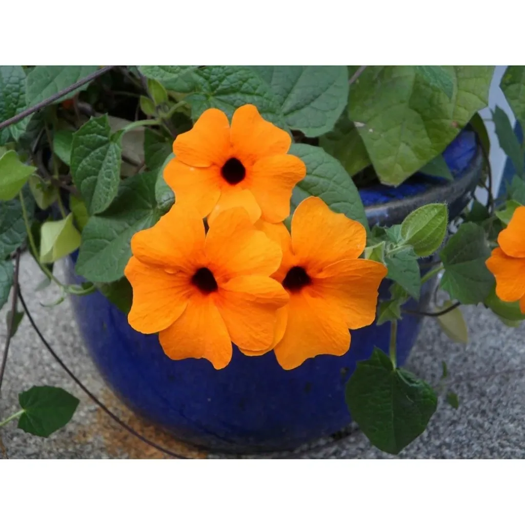 Blühendes Thunbergia-Set - 3 Stück - 30-38 cm