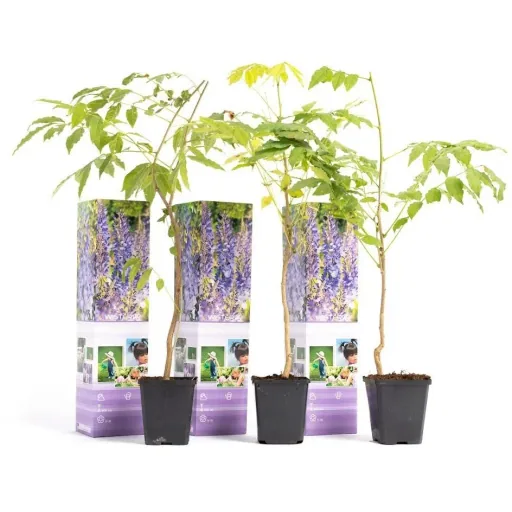 Flower-up Wisteria Pflanzen - 3 Stück - 30-38Cm