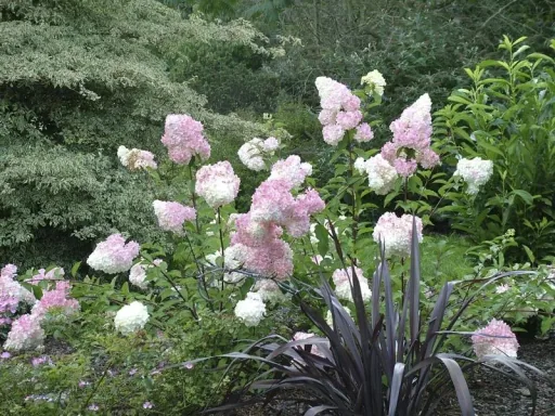 Rispenhortensie Vanille-Fraise - Hydrangea paniculata - 12 L Topf 80-100 cm