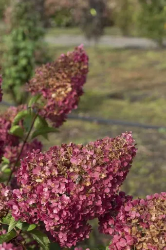 Rispenhortensie Vanille-Fraise - Hydrangea paniculata - 12 L Topf 80-100 cm