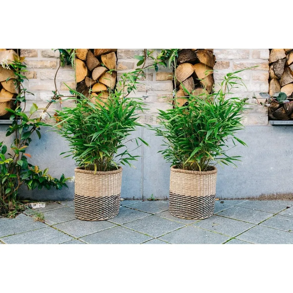 Flower-up Bamboo "Nicht verrottend" Medium - Fargesia - 40-60Cm - 1 Stück