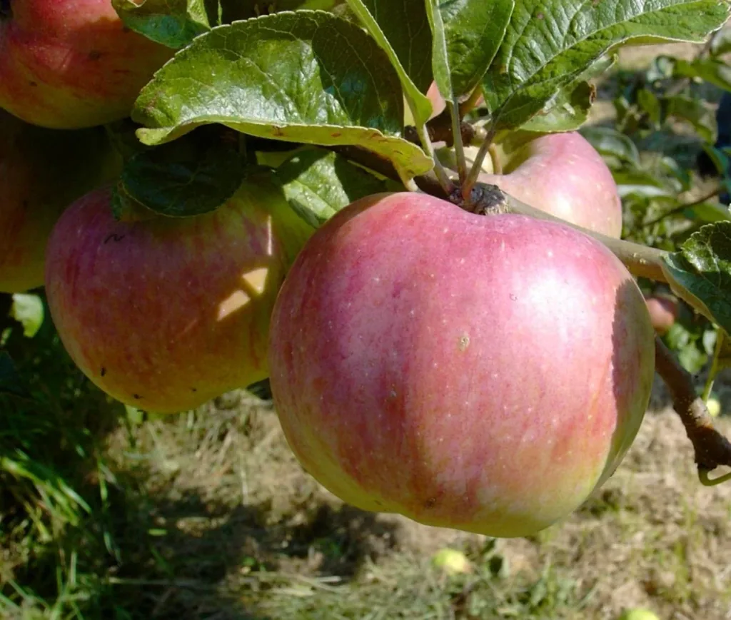 Apfel "Ontario", Busch, im 10L-Container