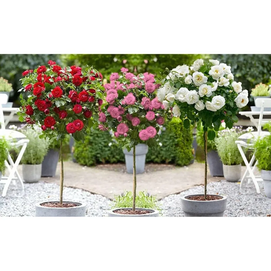 Flower-up Standard Rosen XXL Farbmix - 3 Stück - 120-140 cm - (1 x Rot, Rosa & Weiß)