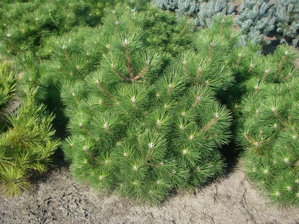 Japanische Schwarz-Kiefer, Pinus thunbergii "Maijima, 7 Liter Topf, 30-40 cm hoch