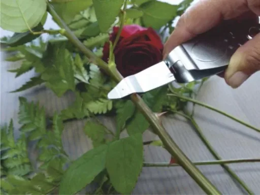 Rosenentdorner