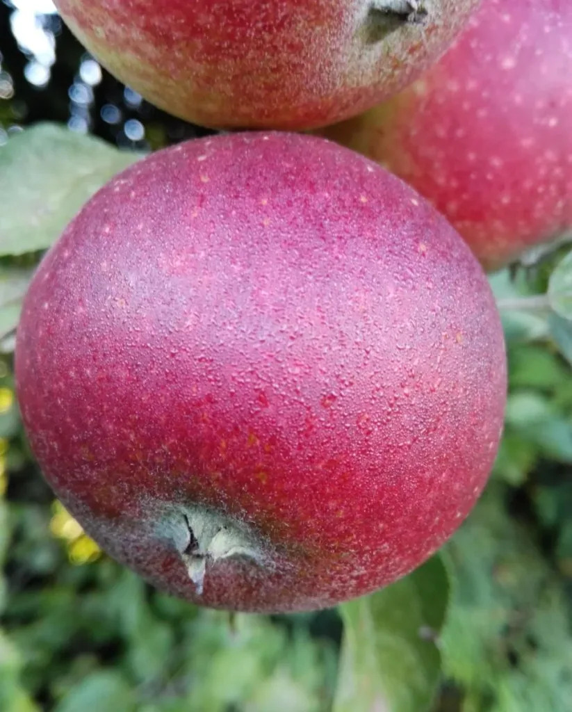 Apfel "Ingrid Marie" Halbstamm, im 10L-Container