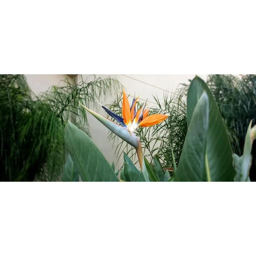 Bloem-up Paradiesvogel-Pflanze - Strelitzia reginae - 6 Stück - 25 -38 Cm - Innen und Außen