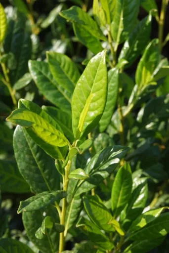 Lorbeerkirsche Diana - Prunus lauroc. - 7 L Topf 60- 80 cm