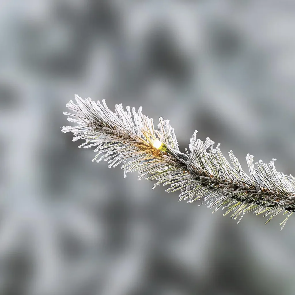 Weihnachtsbaum Fichte Frost 150 cm