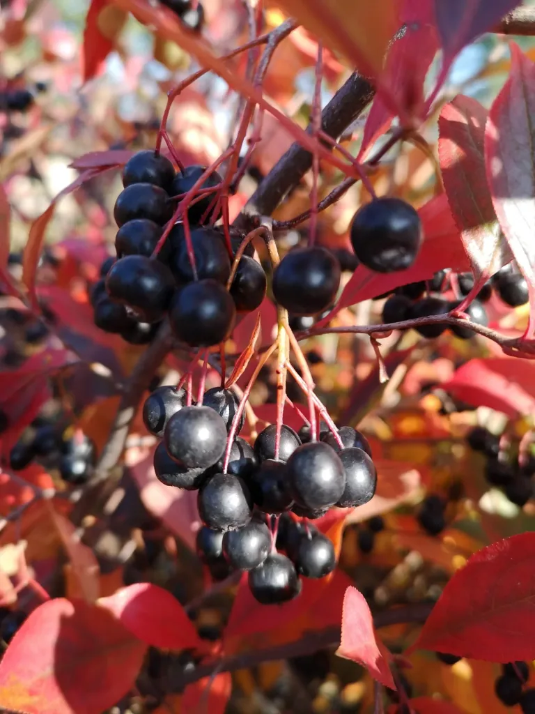 Apfelbeere Aronia melanocarpa - 12 L Topf 80-100 cm