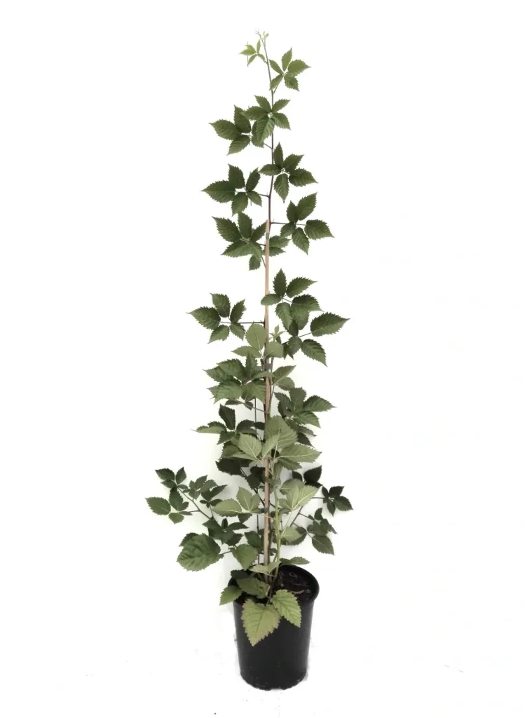 Brombeere "Asterina", 3,5L-Container