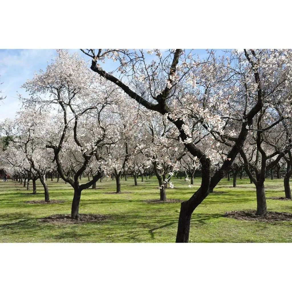 Blühender Mandelbaum - Prunus Triloba XXL - (140-160Cm) - 4 Stück