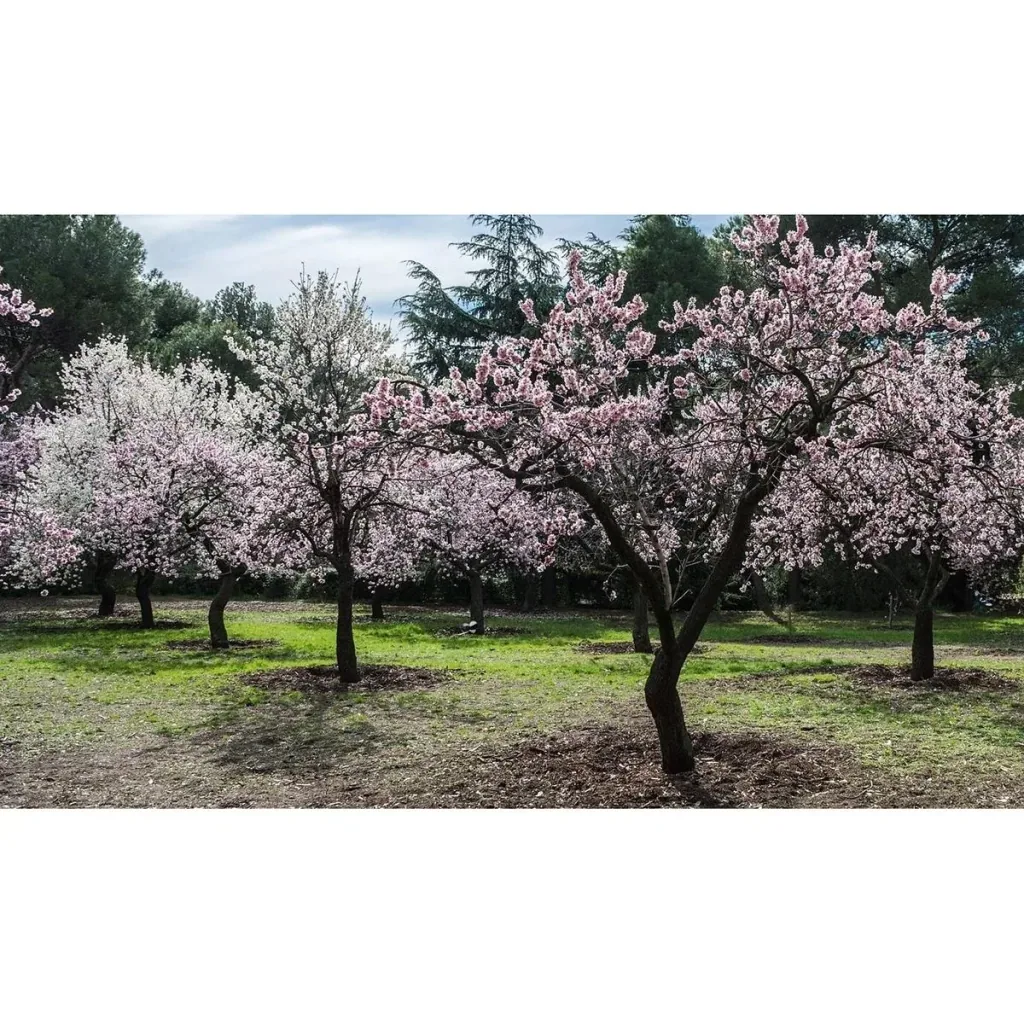 Blühender Mandelbaum - Prunus Triloba XXL - (140-160Cm) - 4 Stück