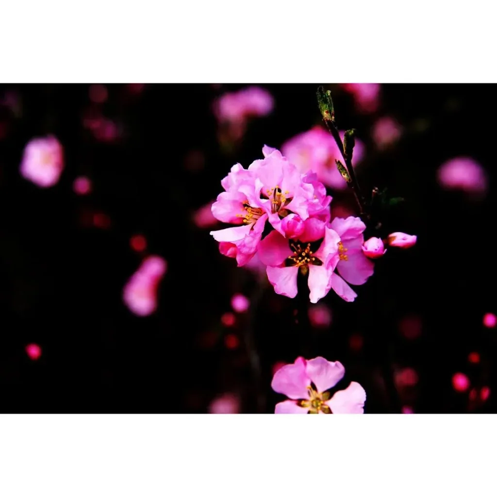 Blühender Mandelbaum - Prunus Triloba XXL - (140-160Cm) - 4 Stück
