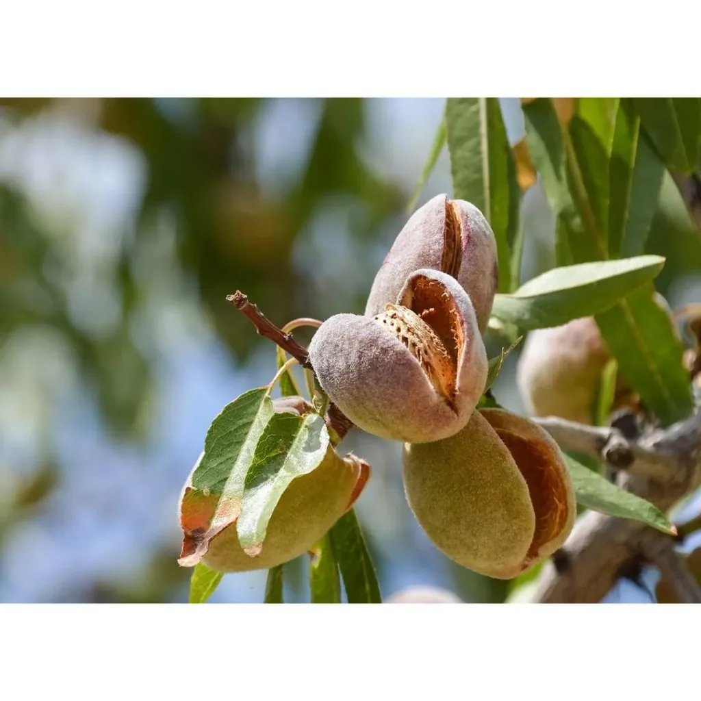 Blühender Mandelbaum - Prunus Triloba XXL - (140-160Cm) - 4 Stück