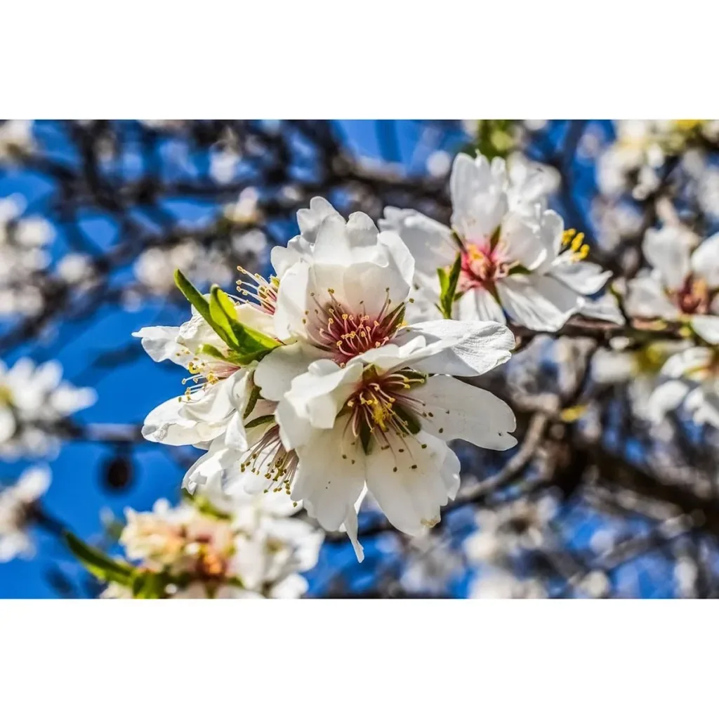 Blühender Mandelbaum - Prunus Triloba XXL - (140-160Cm) - 4 Stück