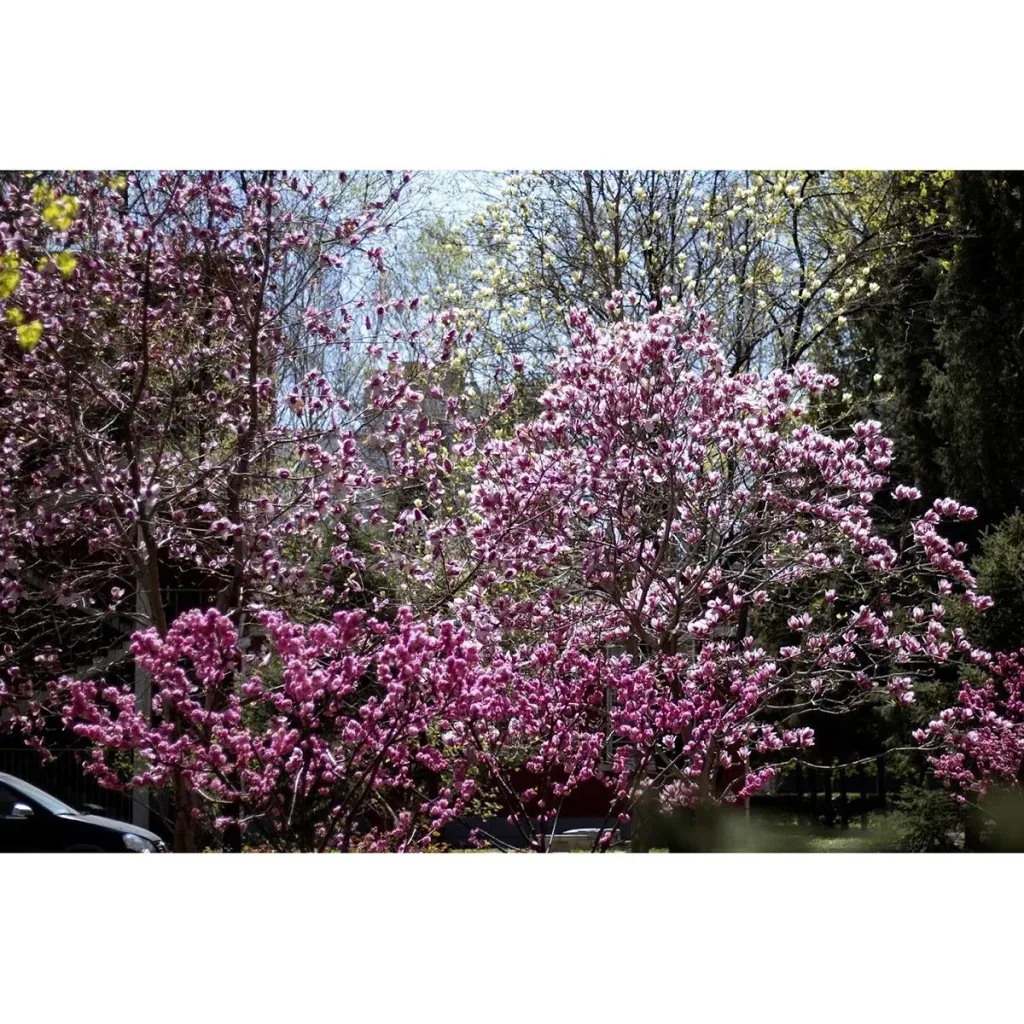Blühender Mandelbaum - Prunus Triloba XXL - (140-160Cm) - 4 Stück