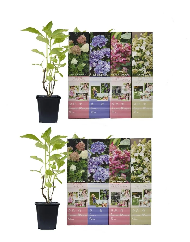 Aufblühendes Set aus 8 Hortensien 30 - 40 cm