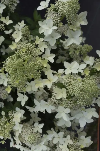 Rispenhortensie Confetti - Hydrangea paniculata - 12 L Topf 80-100 cm