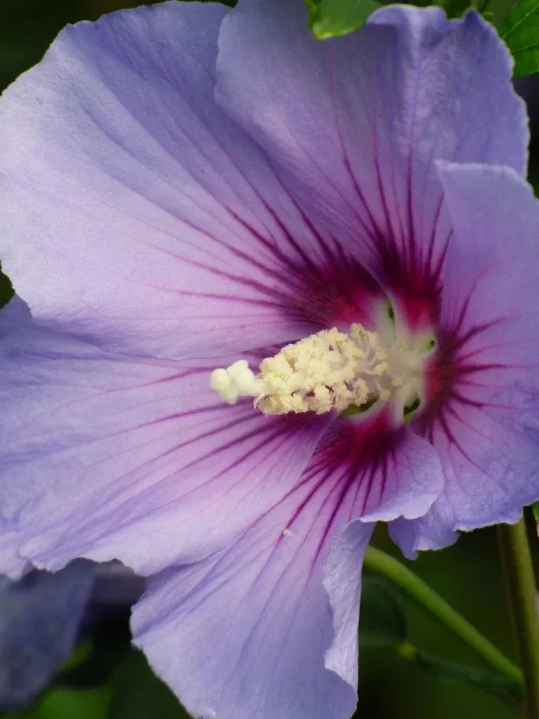 Garteneibisch Marina - Hibiscus syriacus - 12 L Topf 80-100 cm