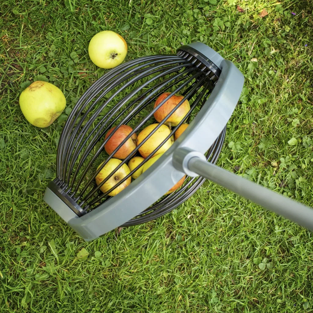 Rollsammler, Obstsammler, groß