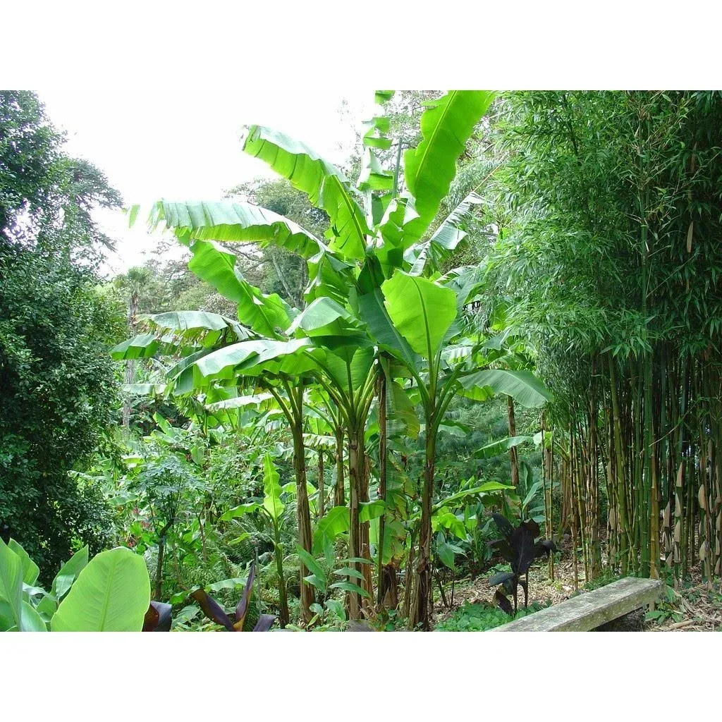Flower-up Tropische Bananenpflanzen - Musa Oriental Dwarf - 3 Stück - 25- 38Cm