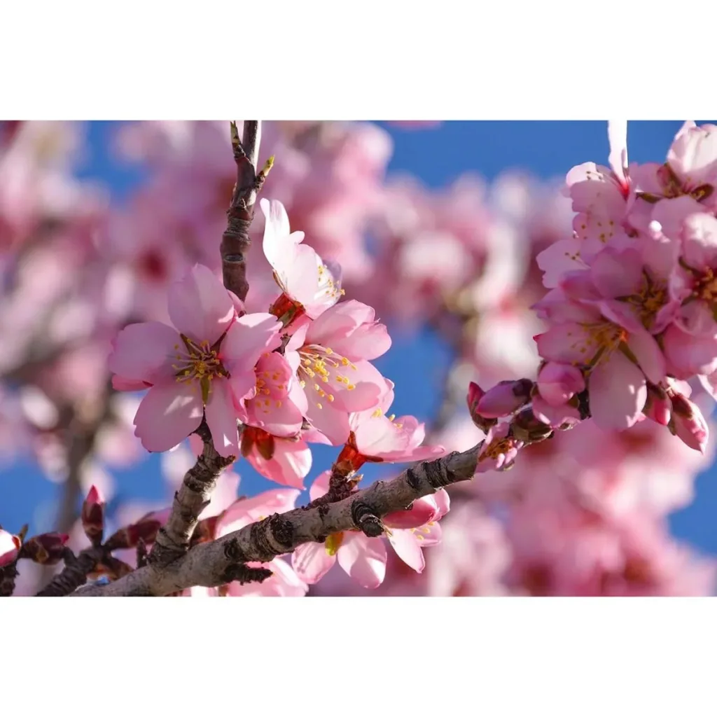 Blühender Mandelbaum - Prunus Triloba XXL - (140-160Cm) - 2 Stück