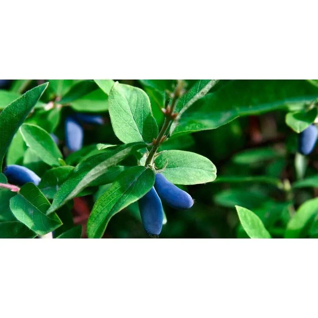 Bloem-up Vitamin-Pflanzen-Mix - 4 Stück ( 1x Goji-Beere, Honig-Beere, Blau-Beere & Granatapfel)