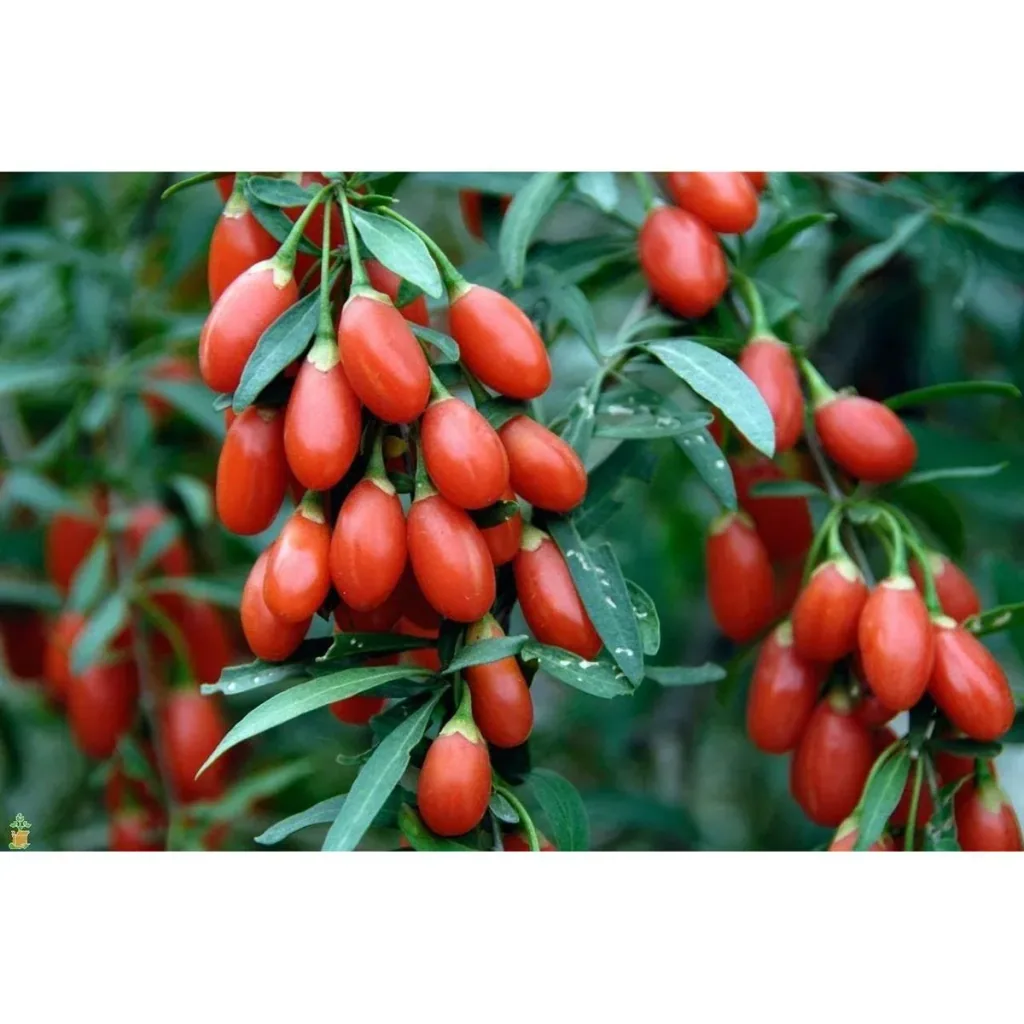 Bloem-up Vitamin-Pflanzen-Mix - 4 Stück ( 1x Goji-Beere, Honig-Beere, Blau-Beere & Granatapfel)