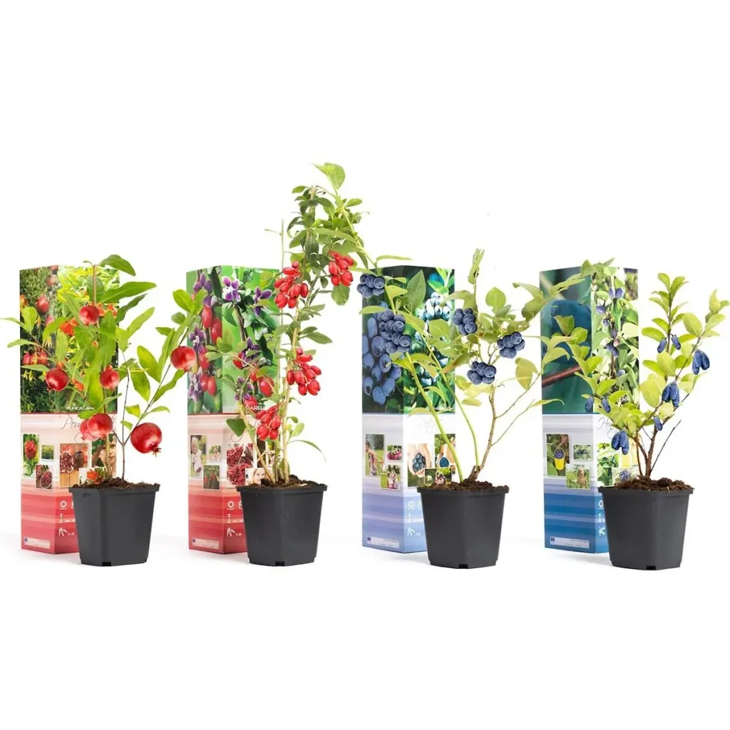 Bloem-up Vitamin-Pflanzen-Mix - 4 Stück ( 1x Goji-Beere, Honig-Beere, Blau-Beere & Granatapfel)
