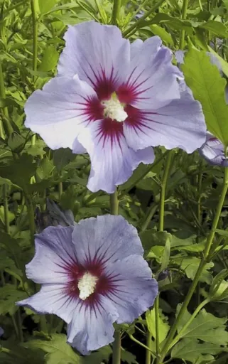 Garteneibisch Marina - Hibiscus syriacus - 7.5 L Topf 70-80 cm