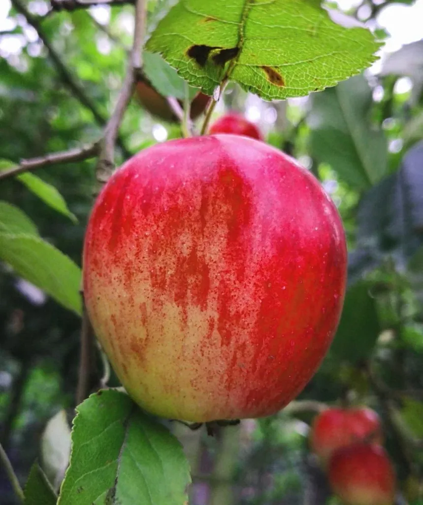 Apfel "Idared + Dülmener" 2 Sorten auf einem Stamm, im 10L-Container