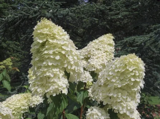 Rispenhortensie Polar Bear - Hydrangea paniculata - 12 L Topf 80-100 cm